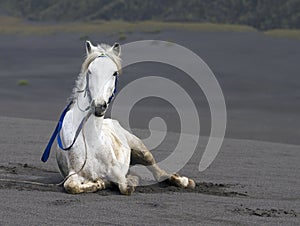 MOUNT BROMO HORSE