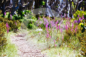 Mount Buller Flora in Summer in Australia