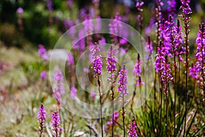 Mount Buller Flora in Summer in Australia