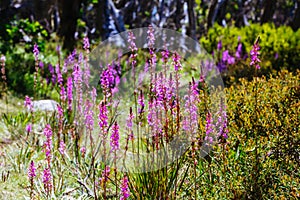 Mount Buller Flora in Summer in Australia