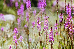 Mount Buller Flora in Summer in Australia