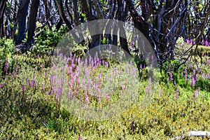 Mount Buller Flora in Summer in Australia