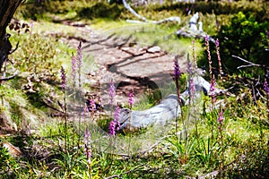 Mount Buller Flora in Summer in Australia