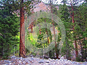 Mount Charleston, view from Mary Jane Falls Trailhead Nevada