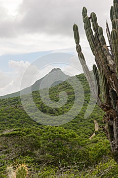 Mount Christoffel on the caribbean island Curacao with a kadushi cactus in the foreground