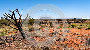 Mount Conner or Attila mountain scenic view with dead burnt tree in central outback Australia
