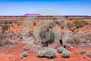 Mount Conner seen from road. Dry desertic landscape. Red sand soil, bushes at the foreground. Vivid colors. Also known as Attila