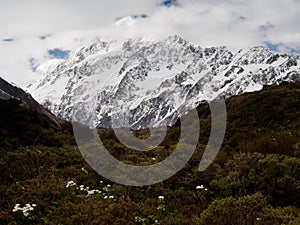 Mount Cook Lily/buttercup and Mt Cook, Valley, New Zealand