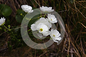 Mount Cook Lily cluster, Arthur's Pass National Park