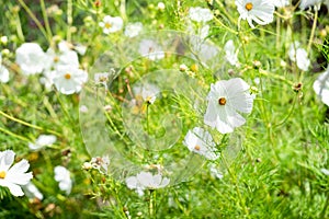 Mount Cook Lily or Mountain Buttercup - Ranunculus Lyallii