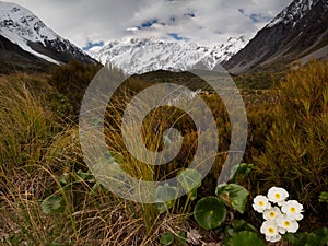 Mount Cook Lily and Mt Cook, Valley, New Zealand