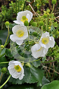 Mount Cook Lily