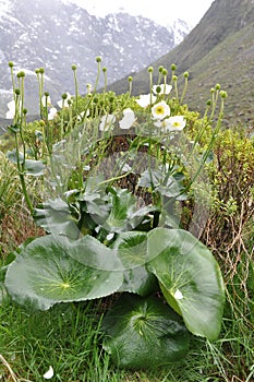 Mount Cook Lily