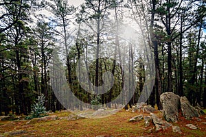 Mount Crawford Forest Reserve, South Australia