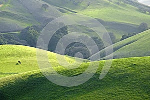 Mount Diablo farmland