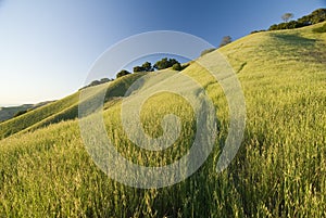 Mount Diablo state park in summer