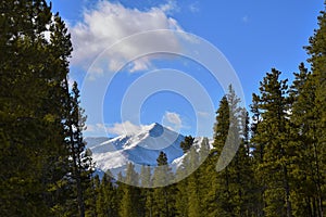 Mount Elbert in the trees