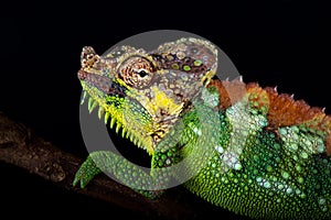 Mount Elgon chameleon Trioceros hoehnelii altaeelgonis