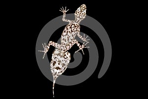 Mount Elliot leaf-tailed gecko  Phyllurus amnicola