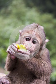 Mount Emei`s wild macaques