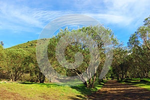 Mount Etna Broom In Etna Park, Sicily