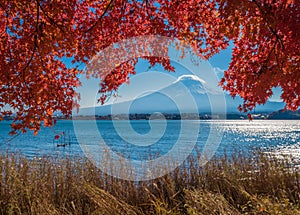 Mount Fuji and autumn maple leaves, Kawaguchiko lake, Japan