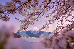 Mount Fuji with Cherry Blossom sakura, view from Lake Kawaguchiko