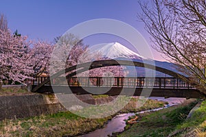 Mount Fuji with Cherry Blossom sakura, view from Lake Kawaguchiko