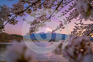 Mount Fuji with Cherry Blossom sakura, view from Lake Kawaguchiko photo