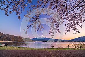 Mount Fuji with Cherry Blossom sakura, view from Lake Kawaguchiko