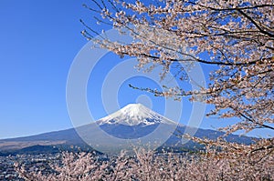 Mount Fuji and cherry blossoms at Arakurayama Sengen Park