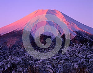 Mount Fuji CXV