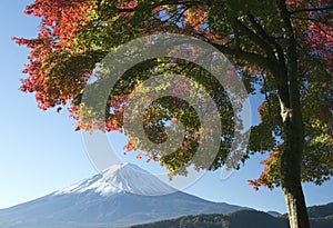 Mount Fuji in Fall V