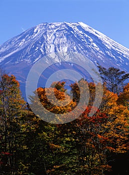 Mount Fuji in Fall VIII