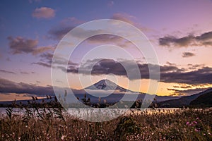 Mount Fuji with grass flowers in foreground with twilight sky