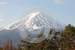 Mount Fuji and green pine trees.