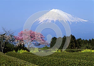 Mount Fuji I