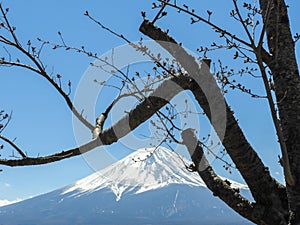 Mount Fuji, Japan. Snow capped mountain, clear blue sky and Cherry Tree silhouette