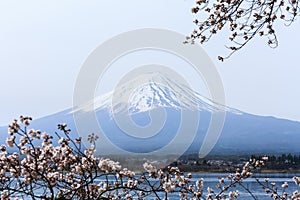 Mount fuji at Lake kawaguchiko in the morning. Sakura season in