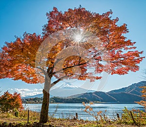 Mount Fuji with maple tree