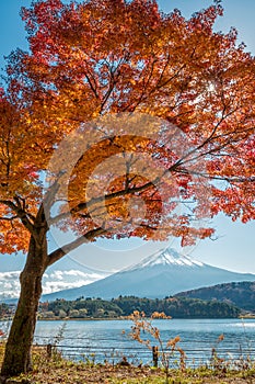 Mount Fuji with maple tree