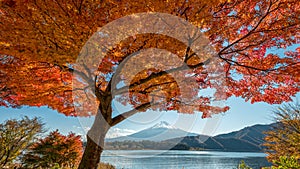 Mount Fuji with maple tree