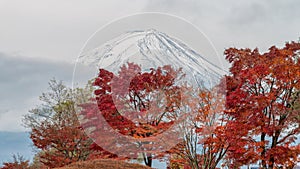 Mount Fuji with maple tree