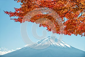 Mount Fuji with maple tree