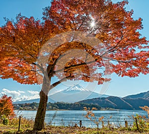 Mount Fuji with maple tree