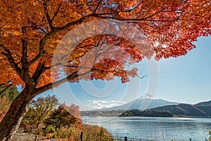 Mount Fuji with maple tree