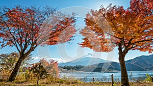 Mount Fuji with maple tree