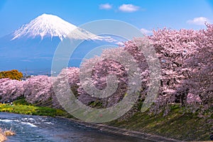 Mount Fuji Mt. Fuji with Sakura cherry blossom at the river in the morning, Shizuoka, Japan.