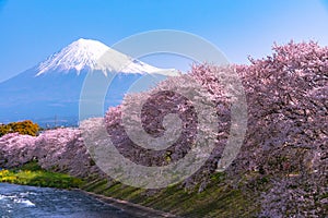 Mount Fuji ( Mt. Fuji ) with Sakura cherry blossom at the river in the morning, Shizuoka, Japan.