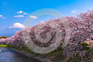 Mount Fuji ( Mt. Fuji ) with Sakura cherry blossom at the river in the morning, Shizuoka, Japan.